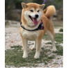 🐾 Shiba Inu LOF d'exception – Prestigieuses origines japonaises – Hautes lignées – Beauté, caractère et qualité ✨