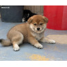 🐾 Shiba Inu LOF d'exception – Prestigieuses origines japonaises – Hautes lignées – Beauté, caractère et qualité ✨
