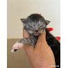 🐾✨ Maine Coon LOOF – Polydactyles – Gros gabarit 🦁 – Tests R.A.S 🧬 – Prestigieuses origines ✨