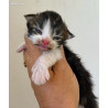 copy of 🐾✨ Maine Coon LOOF haut de gamme – Tests R.A.S 🧬 – Gros gabarit 🦁 – Disponibles 🐱💫
