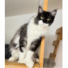 🐾✨ Maine Coon LOOF – Polydactyles – Gros gabarit 🦁 – Tests R.A.S 🧬 – Prestigieuses origines ✨