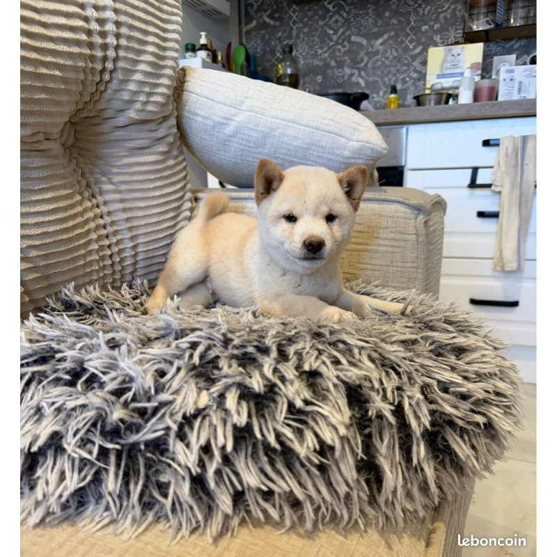 🦊❤️ Véritables Mame Shiba – Import Japon – Pedigrees japonais – Confirmés – ADN