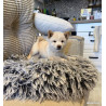 🦊❤️ Véritables Mame Shiba – Import Japon – Pedigrees japonais – Confirmés – ADN