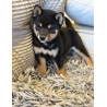 🦊❤️ Véritables Mame Shiba – Import Japon – Pedigrees japonais – Confirmés – ADN