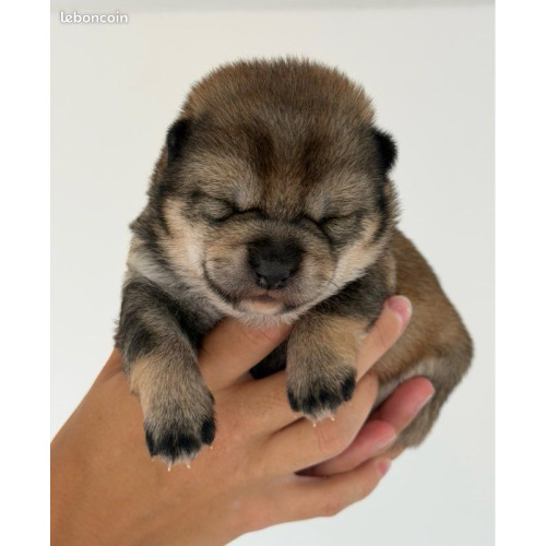 🐕 Shiba Inu LOF – Prestigieuses origines japonaises – Sésame noir et roux 🏆✨