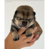 🐕 Shiba Inu LOF – Prestigieuses origines japonaises – Sésame noir et roux 🏆✨