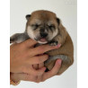 🐕 Shiba Inu LOF – Prestigieuses origines japonaises – Sésame noir et roux 🏆✨