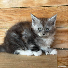 🐾✨ Maine Coon LOOF – Polydactyles – Gros gabarit 🦁 – Tests R.A.S 🧬 – Prestigieuses origines ✨