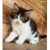🐾✨ Maine Coon LOOF – Polydactyles – Gros gabarit 🦁 – Tests R.A.S 🧬 – Prestigieuses origines ✨