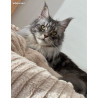 🐾✨ Maine Coon LOOF – Polydactyles – Gros gabarit 🦁 – Tests R.A.S 🧬 – Prestigieuses origines ✨