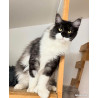 🐾✨ Maine Coon LOOF – Polydactyles – Gros gabarit 🦁 – Tests R.A.S 🧬 – Prestigieuses origines ✨