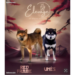 Chiot Mame shiba ( shiba inu miniature ) parents import japon, né le 11/08/25, Réservation
