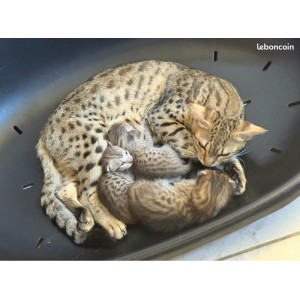 Chatons Savannah & F5 & LOOF & SBT & Prestigieuses origines & Livraison partout en France, nés le 31/07/25, Réservation