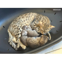 Chatons Savannah & F5 & LOOF & SBT & Prestigieuses origines & Livraison partout en France, nés le 31/07/25