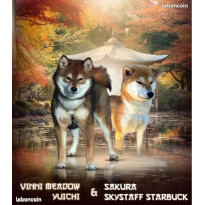 Chiots shiba inu LOF & Prestigieuses Origines japonaises - nés lé 05/06/25