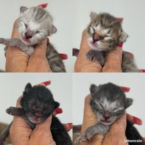 🐾 Chatons Savannah F5 – Look sauvage et origines prestigieuses 😻 nés le 11.09.25, Réservation