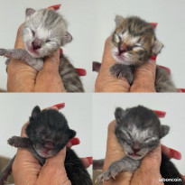 🐾 Chatons Savannah F5 – Look sauvage et origines prestigieuses 😻 nés le 11.10.25