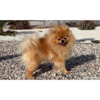 👑🐕 Spitz nain LOF mâle – Prestige & Origines russes, mini gabarit ✨🐾 - né le 27/10/25