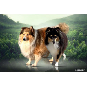 👑🐕 Berger Shetland LOF femelle – Lignées de prestige, couleur fauve ✨🐾 - nés le 25/10/25, Réservation