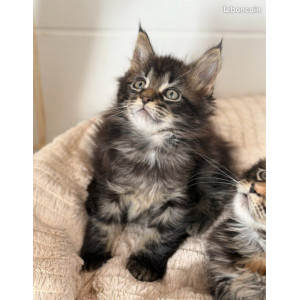 Maine coon loof polidactyle - gros gabarit - prestigieuses origines, nés le 03/09/25, Réservation