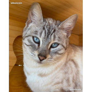 🐾 Chatons Bengal haut de gamme – Lignées sélectionnées et tempérament parfait ✨ Livraison partout en France, nés le 30/10/25, Réservation