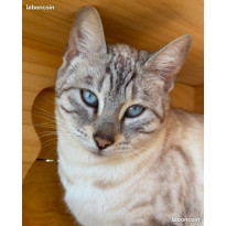 🐾 Chatons Bengal haut de gamme – Lignées sélectionnées et tempérament parfait ✨ Livraison partout en France, nés le 30/10/25