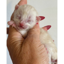 ✨🐆 Chatons Bengal Snow & Brown – Lignées prestigieuses – Livraison partout en France 🚚 - nés le 12/12/25